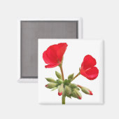 Geranium Magnet Magneet (Voorkant / Achterkant)