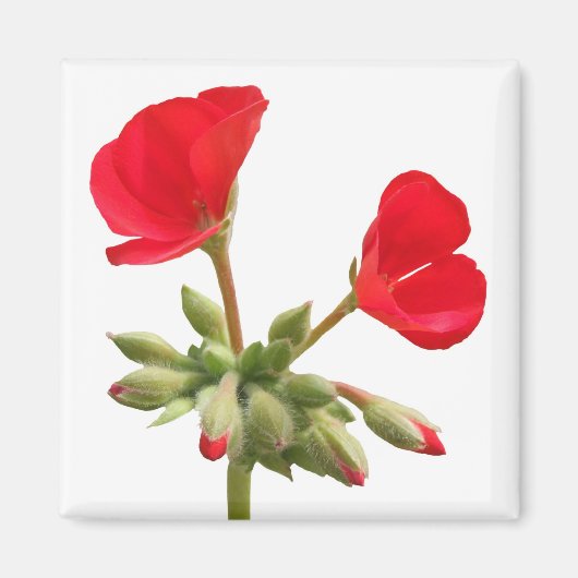 Geranium Magnet Magneet (Voorkant)