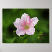 Geranium Poster (Voorkant)
