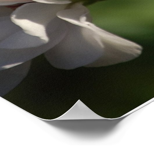 Geranium Poster (Hoek)