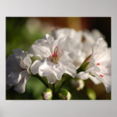 Geranium Poster (Voorkant)