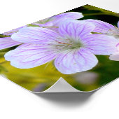 Geranium Poster (Hoek)