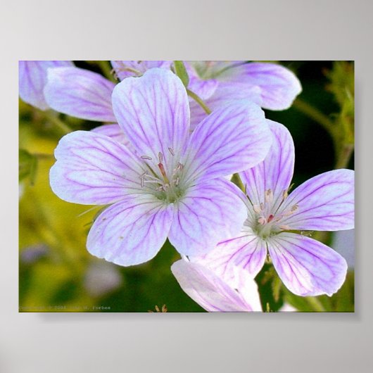 Geranium Poster (Voorkant)