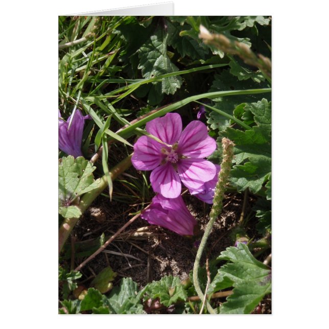 Géranium pourpre sauvage (Devant)
