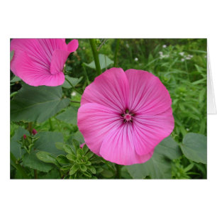 Géranium rose