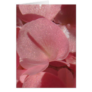 Géranium rose : presque solide Rose clair