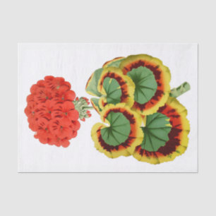 Géranium rouge 10" botanique X 15" papier de soie