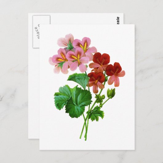 Geranium Variete van Pierre Joseph Redoute Briefkaart (Voorkant / Achterkant)