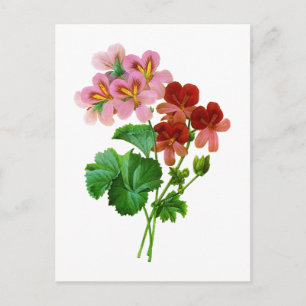 Geranium Variete van Pierre Joseph Redoute Briefkaart