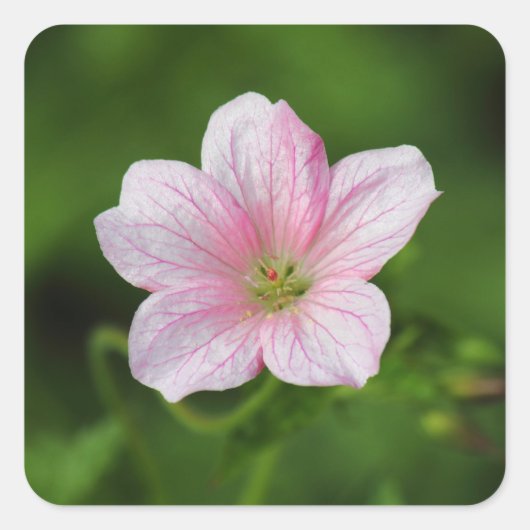 Geranium Vierkante Sticker (Voorkant)