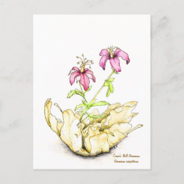 Geranium wildflower watercolor briefkaart