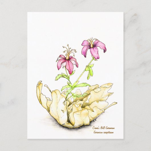 Geranium wildflower watercolor briefkaart (Voorkant)