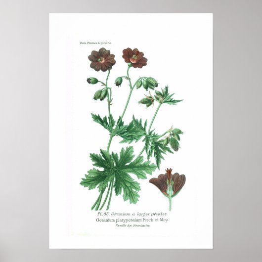 Geraniumplatypetalum Poster (Voorkant)