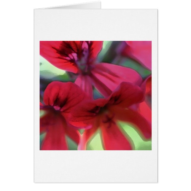 Geraniums (Voorkant)