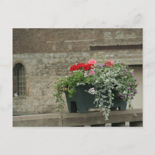 Geraniums Briefkaart (Voorkant)