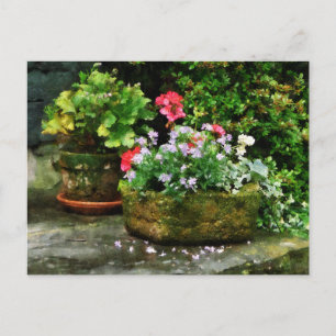 Geraniums en Lavender Flowers op Stone Steps Briefkaart