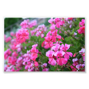 Geraniums foto afdrukken afdruk