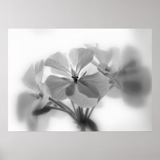 Geraniums in zwart-wit poster (Voorkant)