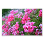Geraniums Photo Print (Devant)