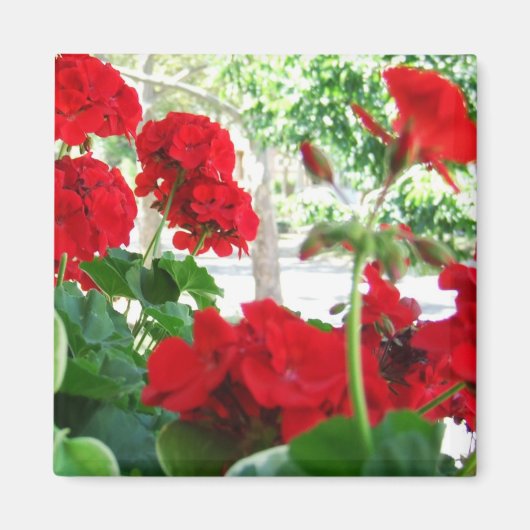 Géraniums Rouge brillant Magnet cadeau de jardin (Devant)
