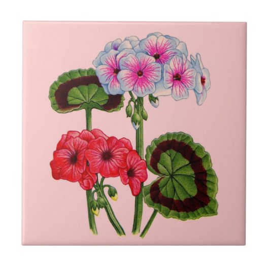 geraniums tegeltje (Voorkant)
