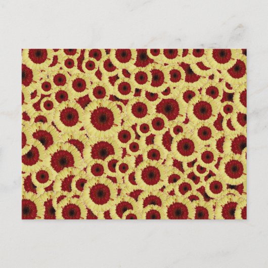 Gerber Daisies Briefkaart (Voorkant)