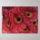 Gerber Daisies Poster (Voorkant)