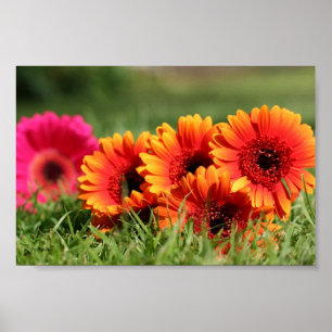 Gerber Daisies Poster