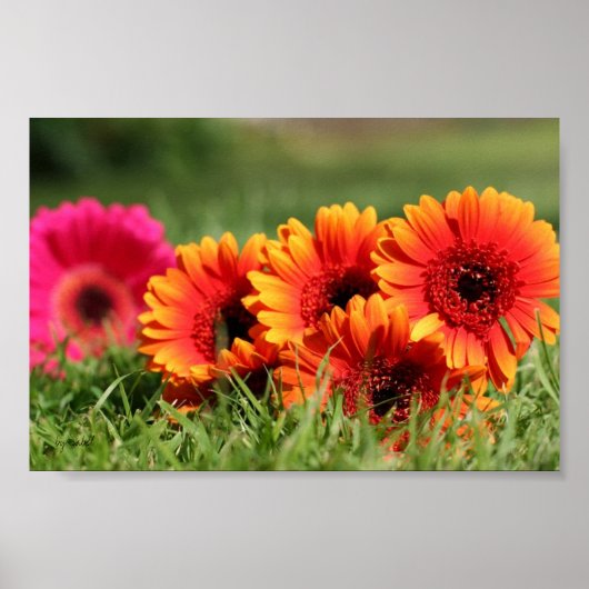 Gerber Daisies Poster (Voorkant)