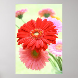  Gerber Daisies Poster Print