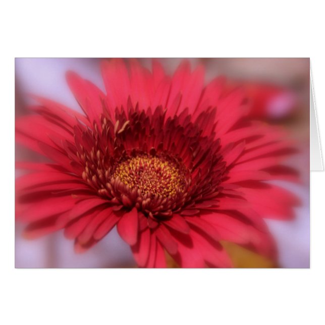 Gerber Daisy (Devant Horizontal)