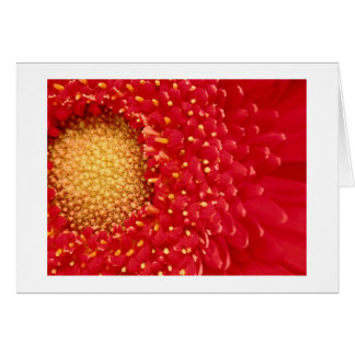 Gerber Daisy