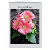Gerber Daisy (Devant)