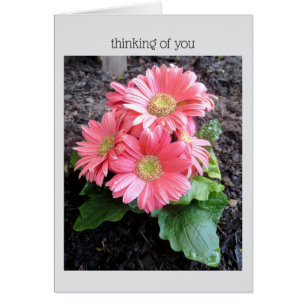 Gerber Daisy