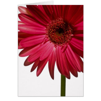 Gerber Daisy 6