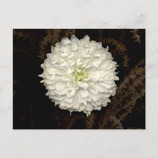 Gerber Daisy Briefkaart (Voorkant)