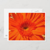 gerber daisy briefkaart (Voorkant / Achterkant)