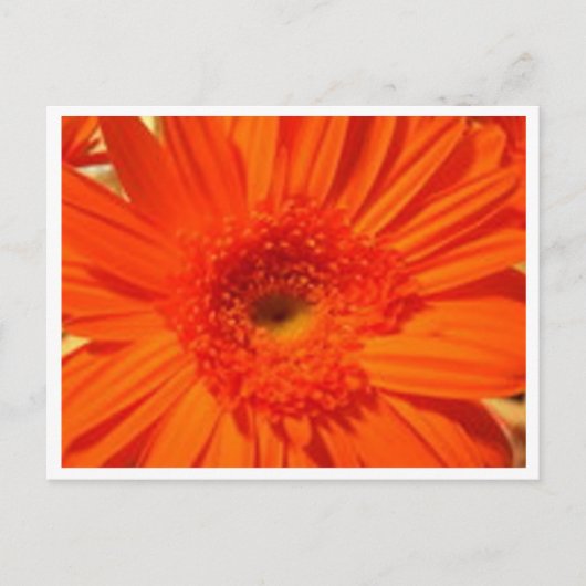 gerber daisy briefkaart (Voorkant)