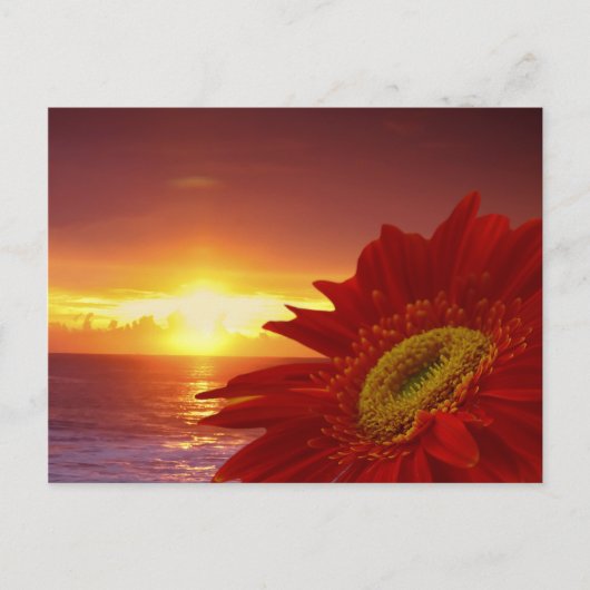 Gerber Daisy en sunset Briefkaart (Voorkant)