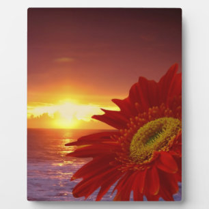 Gerber Daisy en sunset Fotoplaat