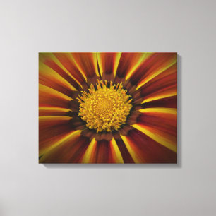 Gerber Daisy in Black Vignette Canvas Afdruk