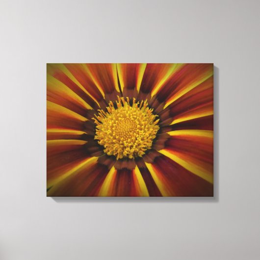 Gerber Daisy in Black Vignette Canvas Afdruk (Voorkant)