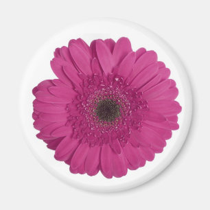 Gerber Daisy Magneet
