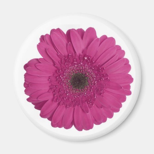 Gerber Daisy Magneet (Voorkant)