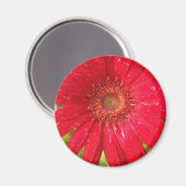 Gerber Daisy Magnet (Recto/Verso)