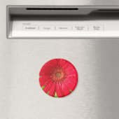 Gerber Daisy Magnet Magneet (Insitu (Vaatwasser))