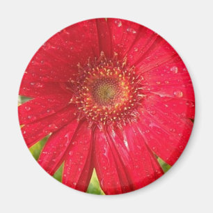 Gerber Daisy Magnet Magneet