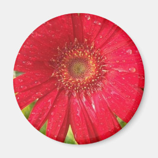 Gerber Daisy Magnet Magneet