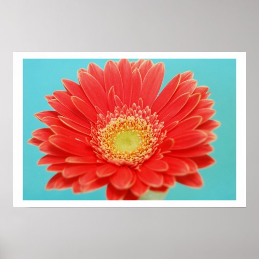 Gerber Daisy Poster (Voorkant)