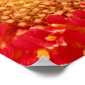 Gerber Daisy Poster (Hoek)